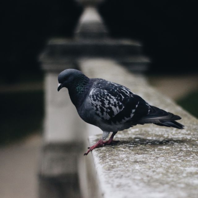 Pigeon Waste Clean up Removal in Sydney